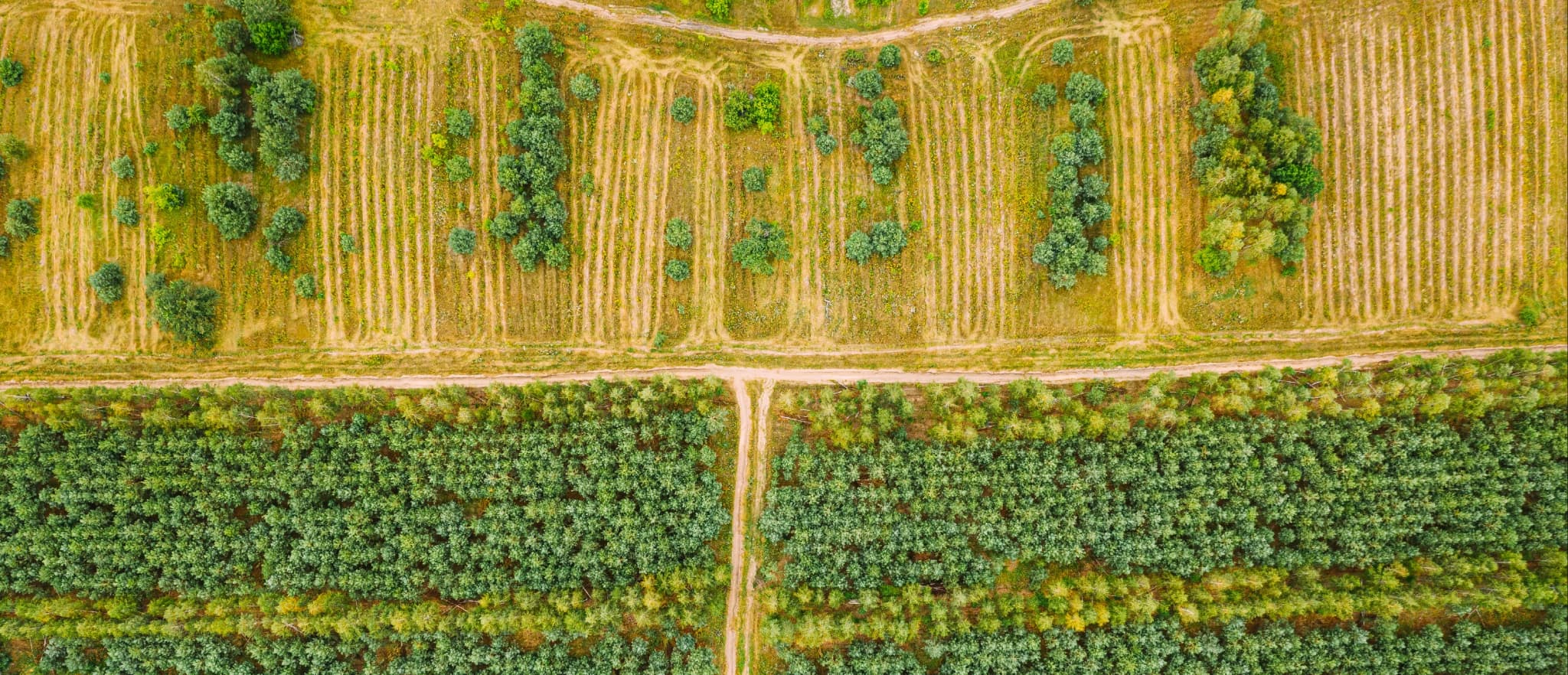 01_Afforestation, Reforestation and Revegetation Image_01.webp