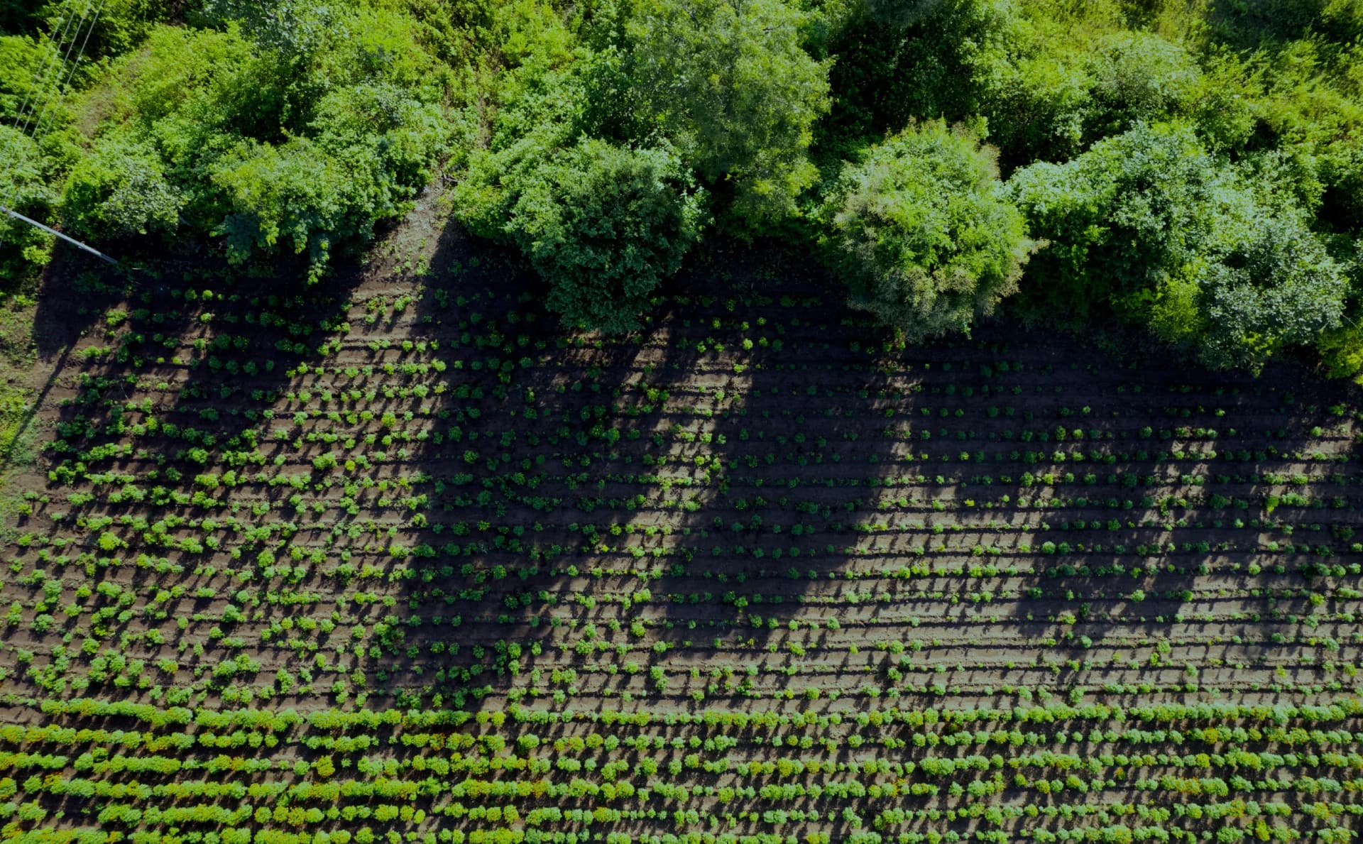 01_Afforestation, Reforestation and Revegetation Image_03.webp