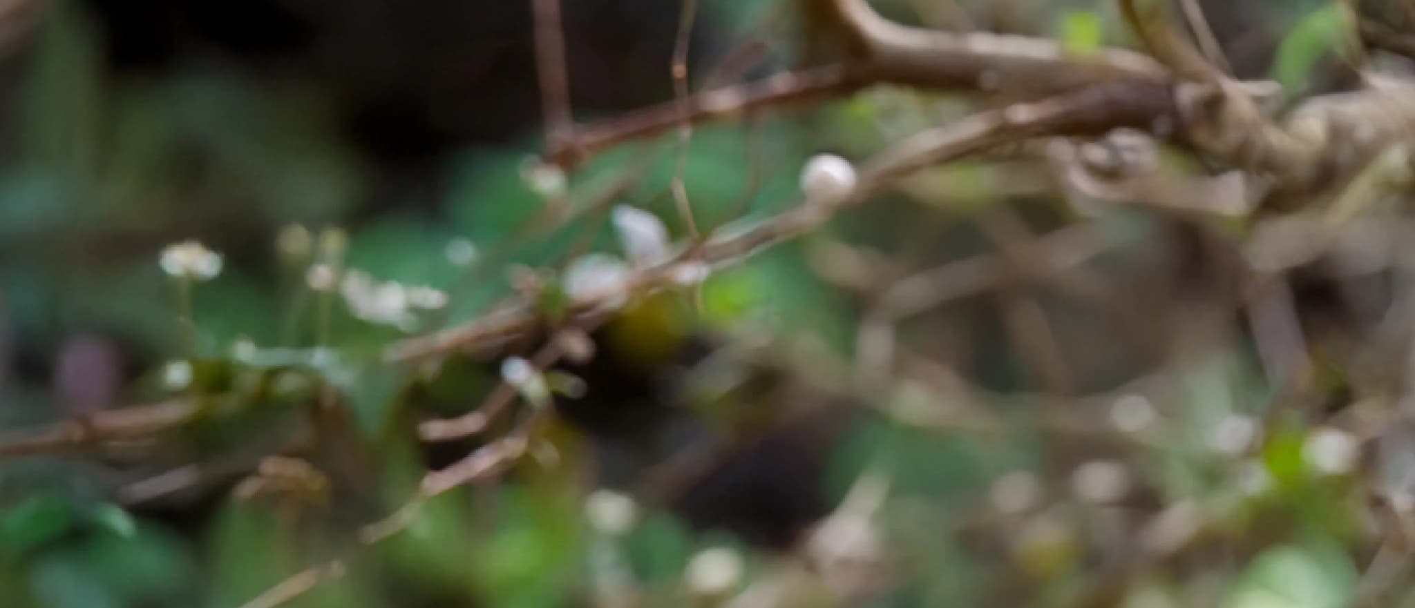 01_Carbon Projects.webp