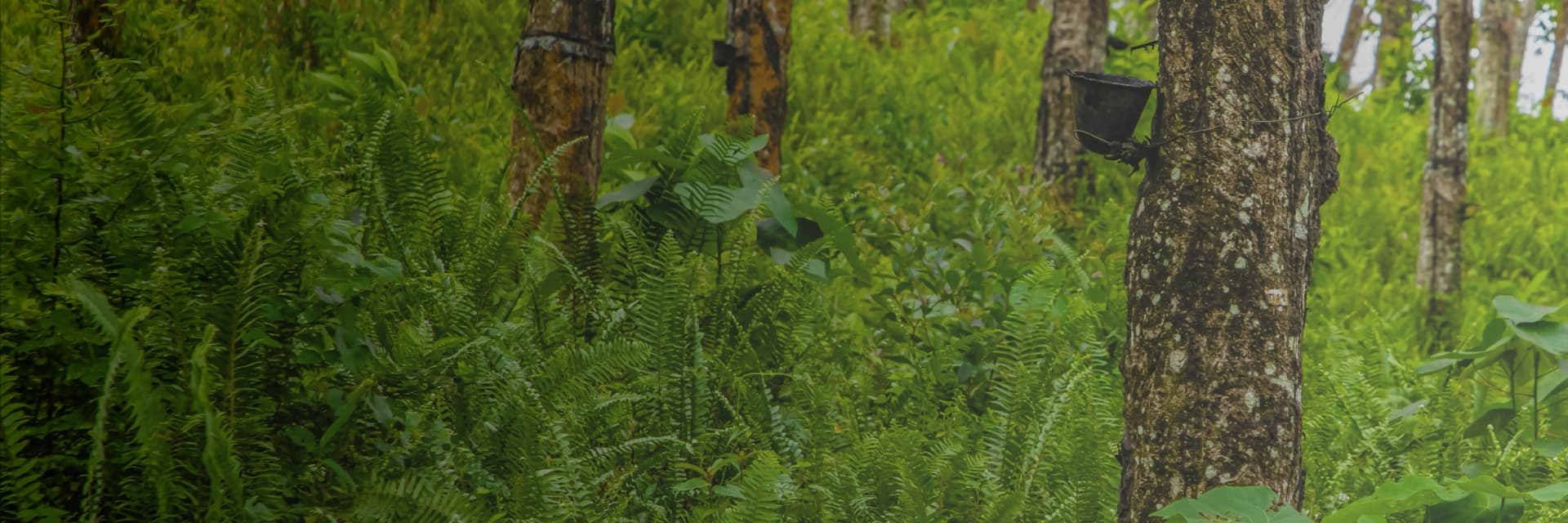 RRISL_banner 01.webp